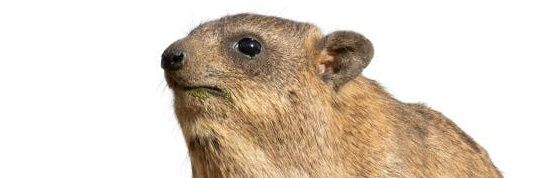 Hyrax banner