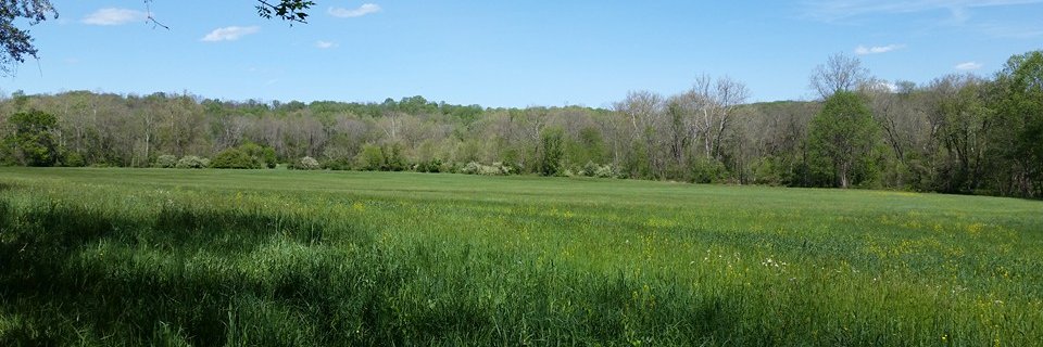 Kelly Bachman banner