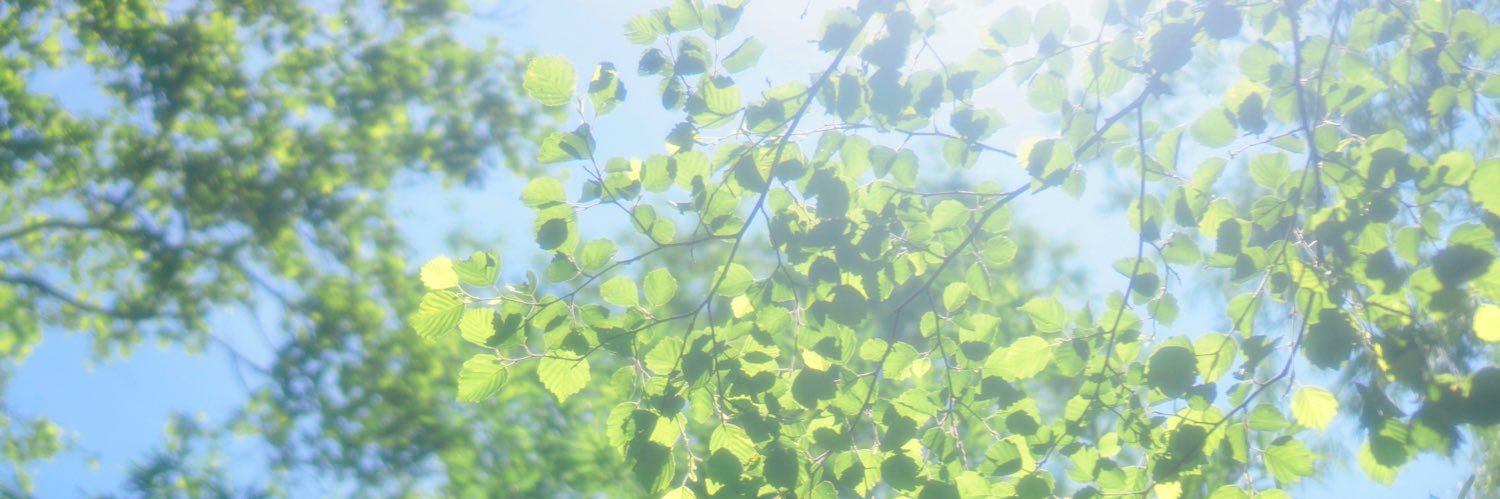 SAE_mmtk's profile banner image