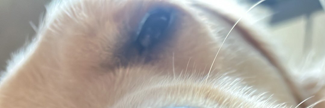 BearFaceTrader banner