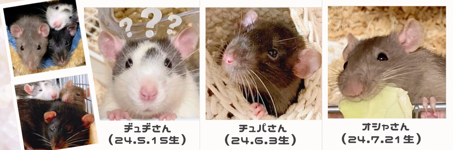 ぴょた🐭🌸ファンシーラット's banner