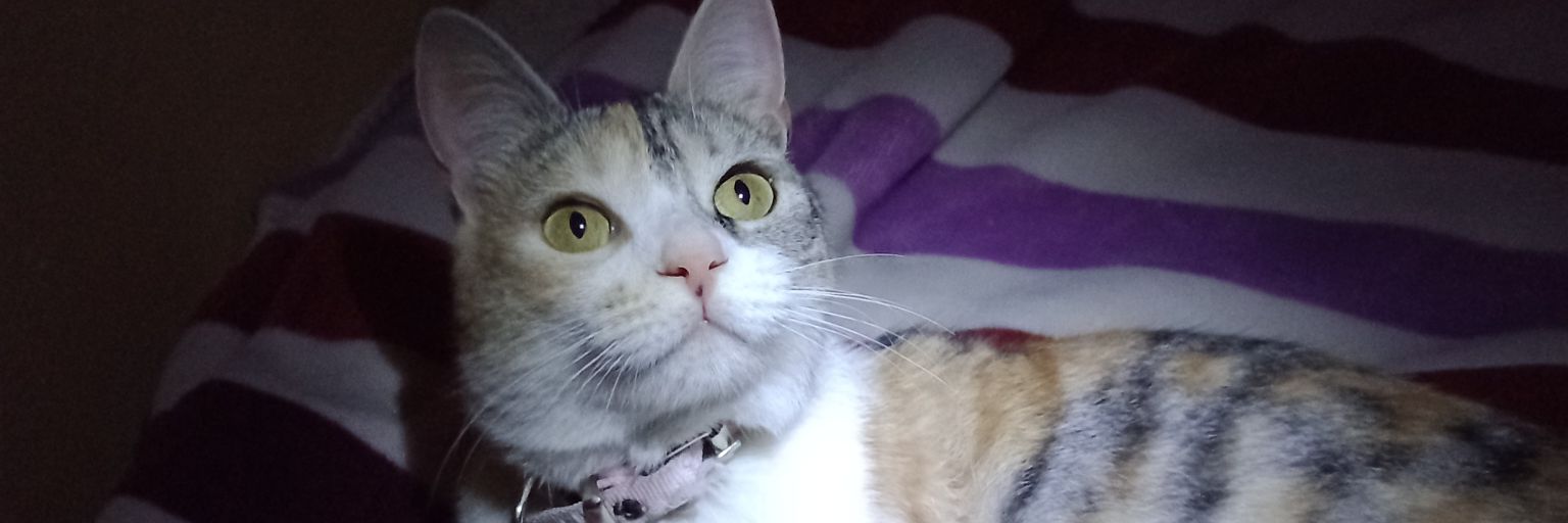 RoooCordero's profile banner image