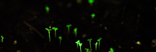 readerpup Profile Banner