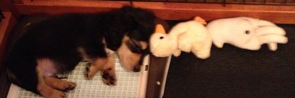 15inu Profile Banner