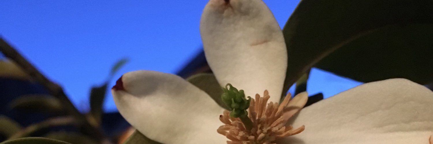 kdeldy's profile banner image