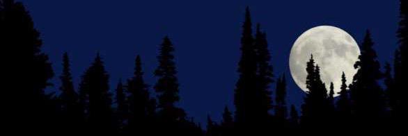 mohjuniardi's profile banner image