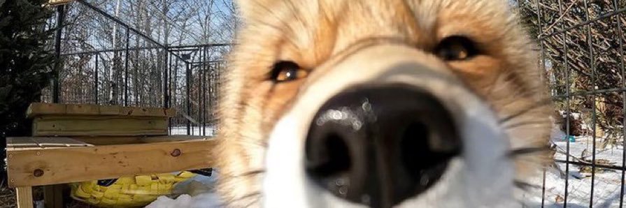 🌸Xiamat🌸 {LAZY FOX} AD banner