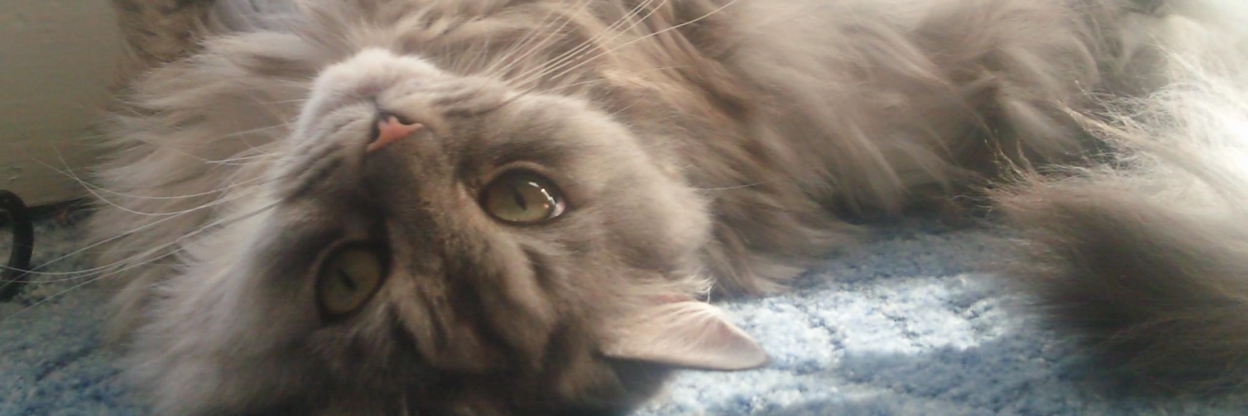 wlmshacker's profile banner image