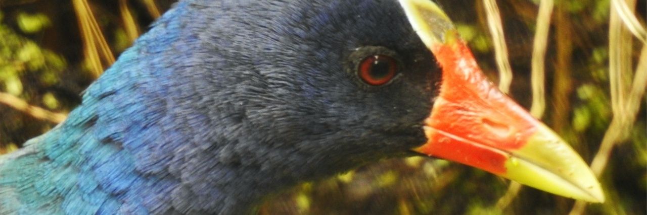 Fernandoleonch's profile banner image
