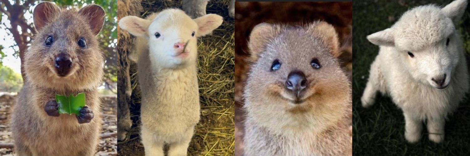 마카롱케익 banner