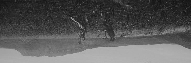 Gusluftnagle's profile banner image