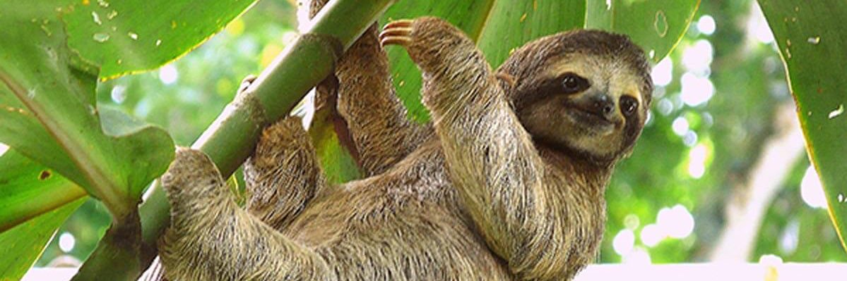 pug_frank's profile banner image