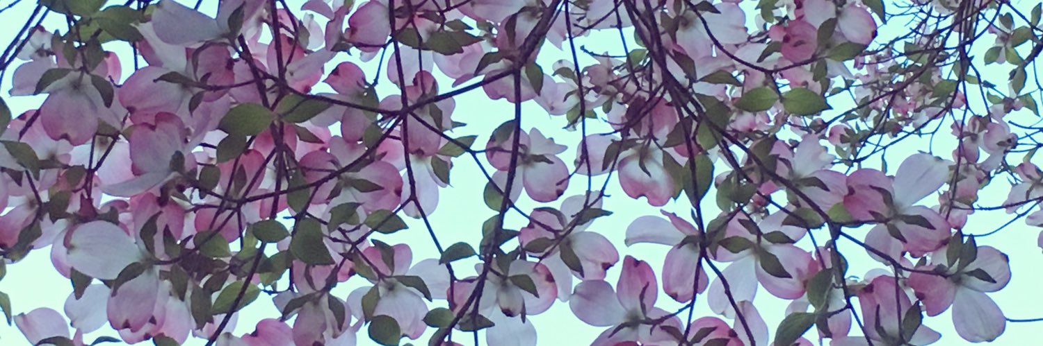 coldrubies's profile banner image