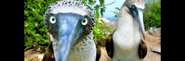 Zerexisbugstev Profile Banner