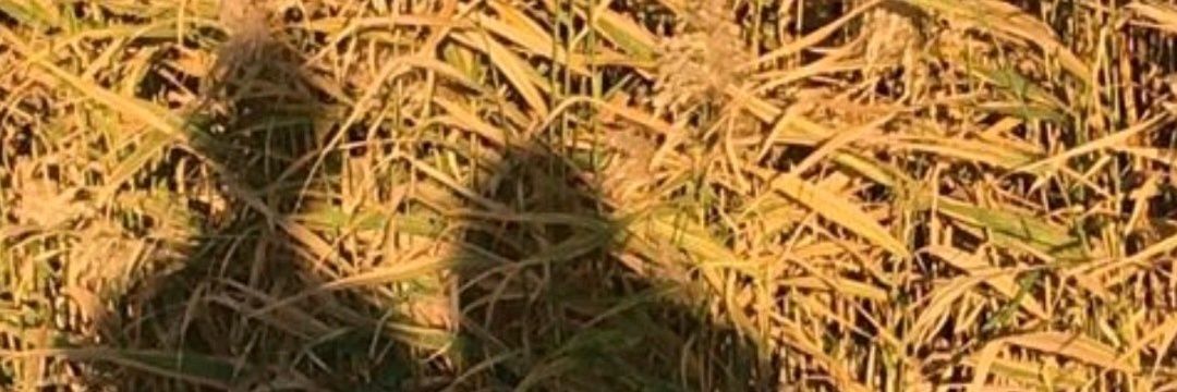 Ya Hozna!🐭 banner