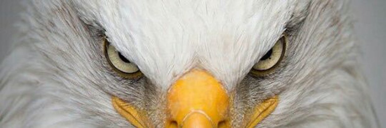 anilonn's profile banner image