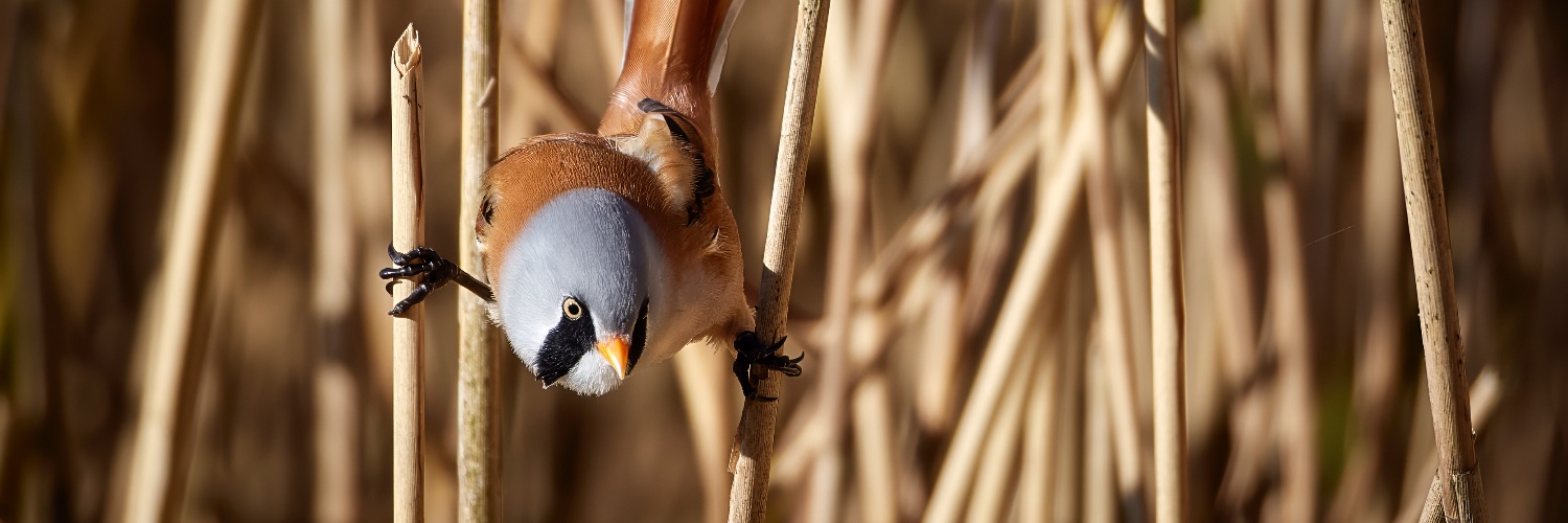 FreemanWildlife's profile banner image