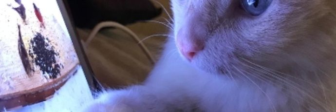 Jacqueline Camargo banner