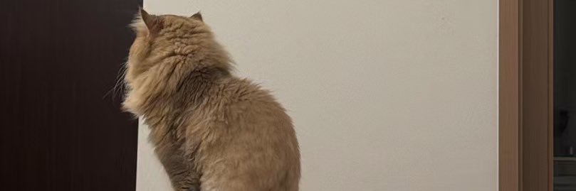 琪 banner