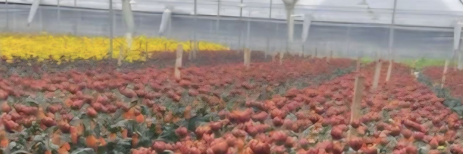 Andrés Sánchez banner