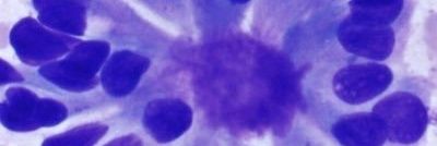 Sadiq M Amer, MD banner