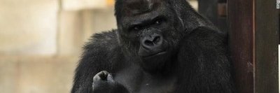 ulat_pete banner