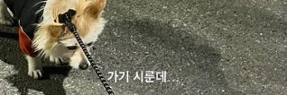 이름은 귀리 🕯️가족 찾은 찰떡's banner