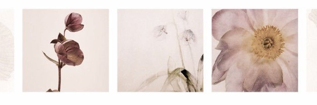 ਏਓ FREYA。revamping.ᐟ banner