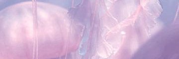 Iris 🌟 (Slow | มาๆหายๆ) banner