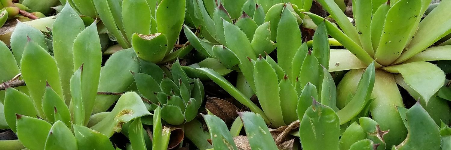 lazydestroyer banner