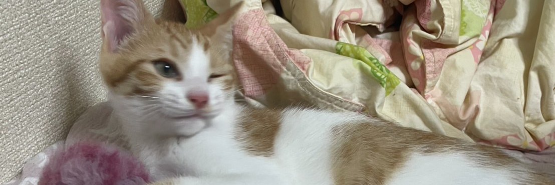 nama_egg's profile banner image