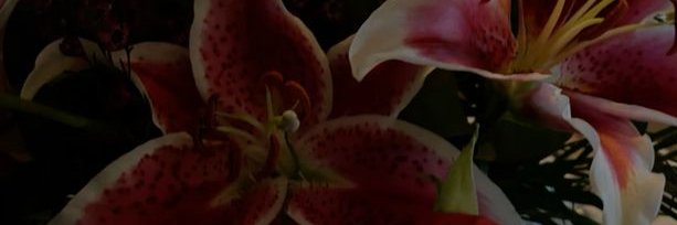 fernie ✶⋆｡˚☽'s banner