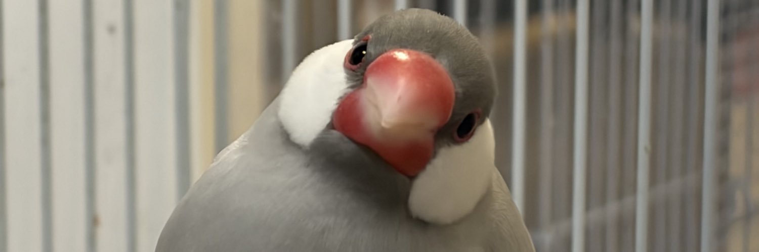 ハトー‼️ banner