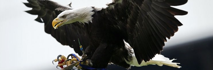 phutumsch 🦅 ❤️💙 banner