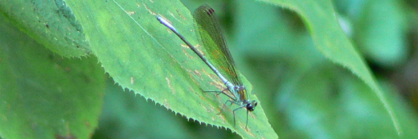 takiuchi Profile Banner