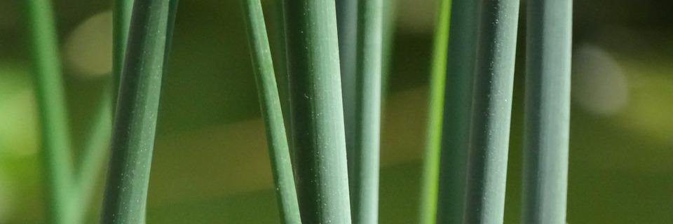 Barbara Demeneix banner