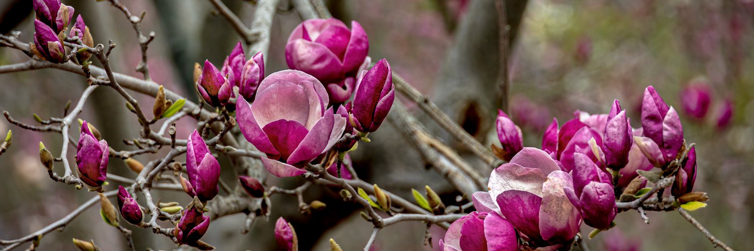 LAArboretum's profile banner image