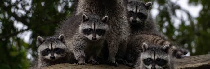 raccoon aesthetic.'s banner