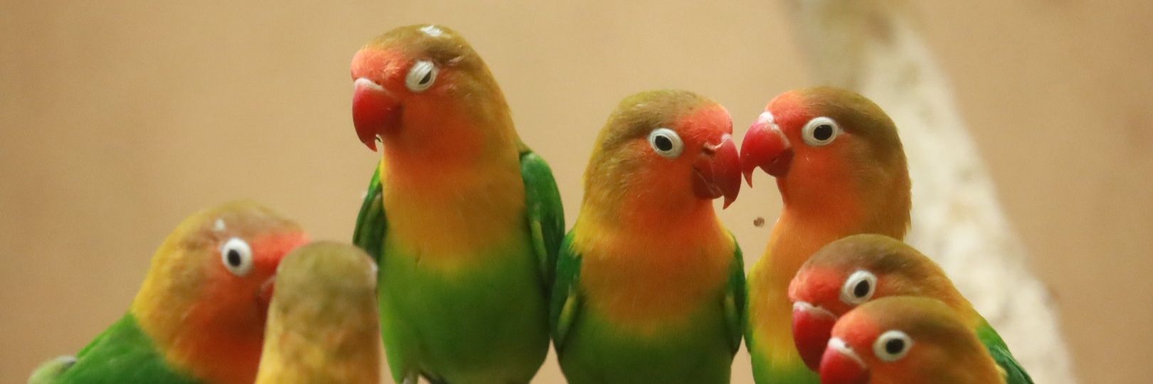 ひろ😊🍵🐣🍀*゜ banner