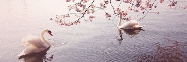 ขิงน้าม banner