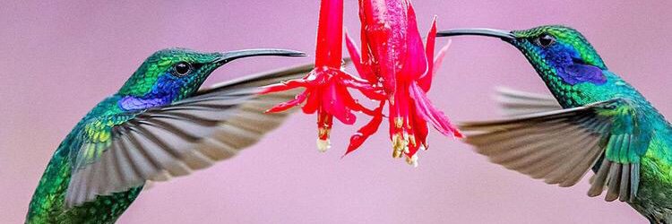 Javiera_Yolin's profile banner image