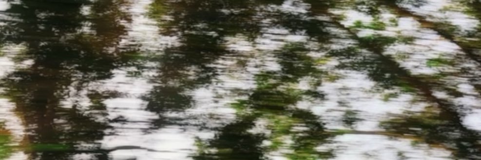 Call It What You Want🌱☘️🌿 banner