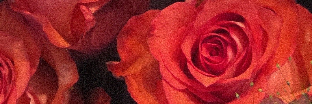 gardenrabbit319's profile banner image