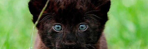 CHOLI8's profile banner image