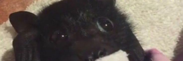 𝗔𝗅𝖾𝖾̄𝗻 . 鲨 ᵎᵎ banner