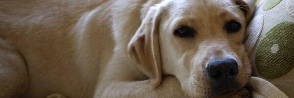 damonism Profile Banner