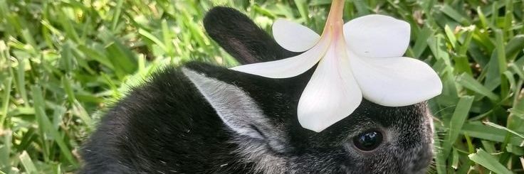 Coti 🐇 banner