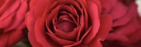 torototoro82's profile banner image