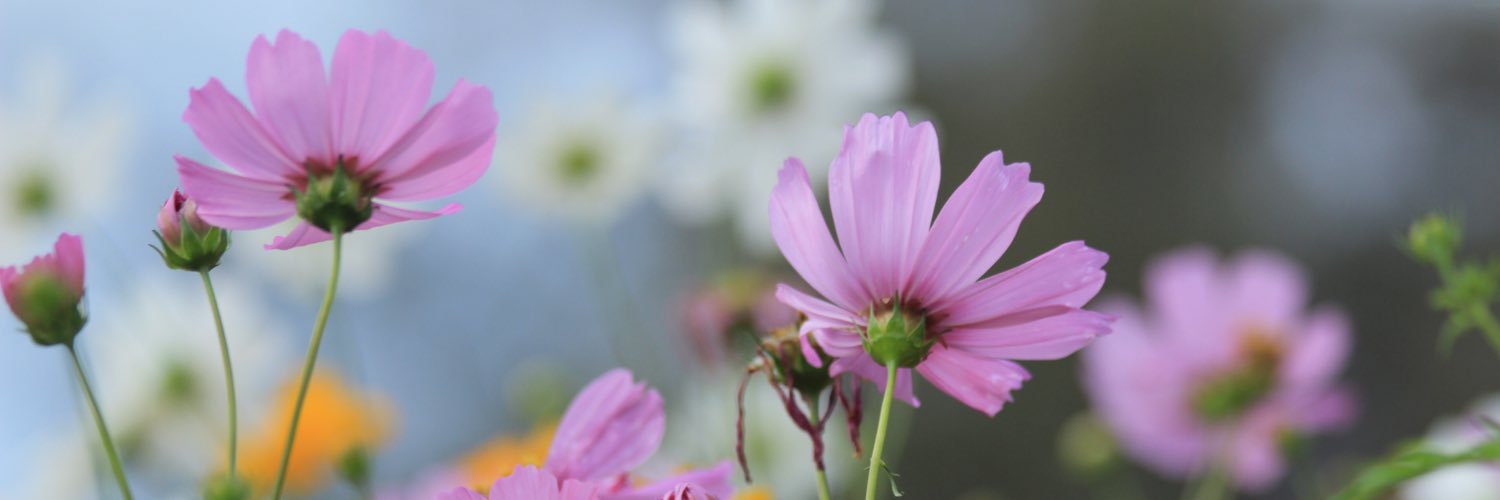 iNewjaa's profile banner image