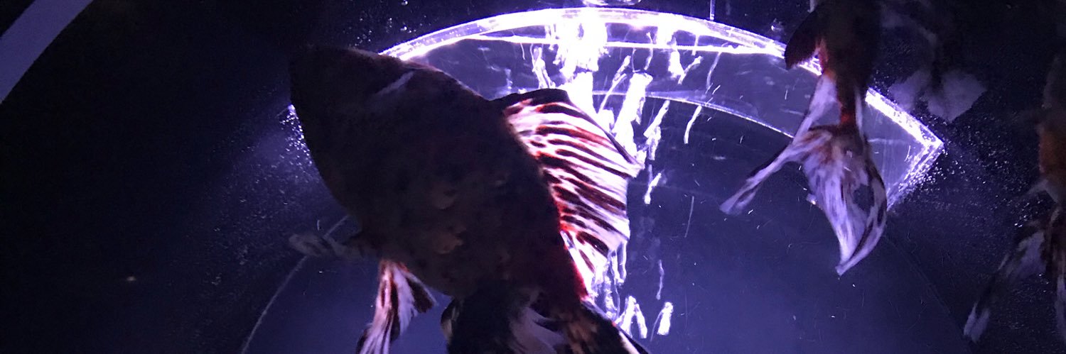 otone_d2's profile banner image